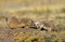 Black-Tailed Prairie Dog, cynomys ludovicianus, Adults Smelling each Other