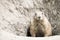 Black-Tailed Prairie Dog Cynomys ludovicianus close shot portrait coming out of underground tunnel hole. Cute animal.