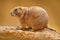 Black-tailed prairie dog, Cynomys ludovicianus, cute animal from rodent of family Sciuridae found in Great Plains, North America.