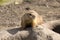 Black-tailed prairie dog, Cynomys ludovicianus, nibbling sprigs