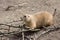 Black-tailed prairie dog, Cynomys ludovicianus, nibbling sprigs