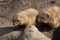 Black-tailed prairie dog, Cynomys ludovicianus, nibbling sprigs