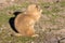 Black-tailed prairie dog, Cynomys ludovicianus, nibbling sprigs