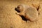 Black-tailed prairie dog, Cynomys ludovicianus, resiting in sand