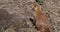 Black-Tailed Prairie Dog,  cynomys ludovicianus, standing at Den Entrance , Real Time 4K