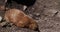 Black-Tailed Prairie Dog,  cynomys ludovicianus, standing at Den Entrance , Real Time 4K