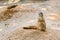 The black-tailed prairie dog Cynomys ludovicianus standing near his burrow in sand and looking around.