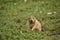 Black Tailed Prairie Dog Eating Greenery and Vegetation