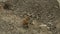 Black Tailed Prairie Dog eating at Northumberland Zoo