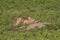 Black-tailed prairie dog family