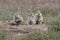 Black Tailed Prairie Dog, First Peoples Buffalo Jump State Park Montana,USA
