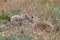 Black Tailed Prairie Dog, First Peoples Buffalo Jump State Park Montana,USA