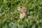 Black tailed prairie dog in grass