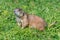 Black-tailed prairie dog on grassy ground