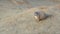 Black-tailed prairie dog on the ground