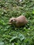 Black Tailed Prairie Dog Having a Snack