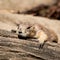 A black tailed prairie dog lying in the sun