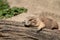 A black tailed prairie dog lying in the sun