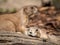 A black tailed prairie dog lying in the sun