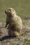 Black-tailed prairie dog or marmot Cynomys ludovicianus standi