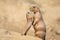 Black-tailed prairie dog mother with child