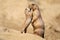 Black-tailed prairie dog mother with her child