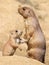 Black-tailed prairie dog mother with her child