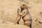 Black-tailed prairie dog mother with her child