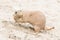 Black-Tailed prairie dog in it\'s natural habitat