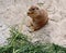 Black-tailed prairie dog sits on a stone