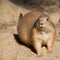 Black-tailed prairie dog sitting in the sand