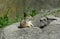 Black Tailed Prairie Dog, at trhe zoo.