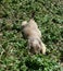 Black Tailed Prairie Dog, at trhe zoo.