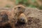 Black-tailed prairie dog in zoo in prag in czech in spring.