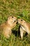 Black Tailed Prairie Dogs
