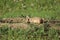 Black-tailed prairie dogs (Cynomys ludovicianus)