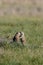 Black-tailed Prairie Dogs Kiss  600373