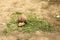 Black-tailed prairie dogs - parent and cub rodents eating grass