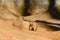 Black tailed prairie dogs playing in the sun