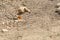 Black-tailed prairie dogs - rodents lying on ground