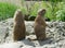 Black Tailed Prairie Dogs, at trhe zoo.