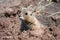Black-tailed Prairie Marmot