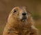 Black-tailed Prairie Marmot - Cynomys ludovicianus