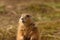 Black-tailed Prairie Marmot - Cynomys ludovicianus