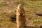 Black-tailed Prairie Marmot - Cynomys ludovicianus