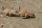 Black-tailed Prairie Marmot - Cynomys ludovicianus