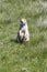 Black-tailed Prarie Dogs