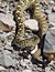 Black Tailed Rattle Snake Moving Backwards