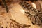 Black-tailed Rattlesnake