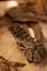 Black-tailed Rattlesnake